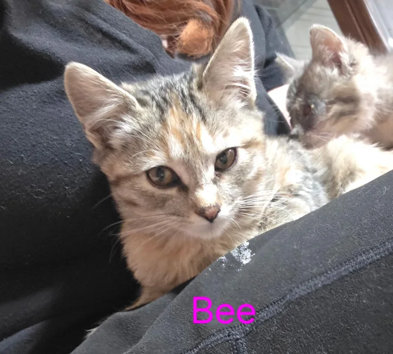Bee
