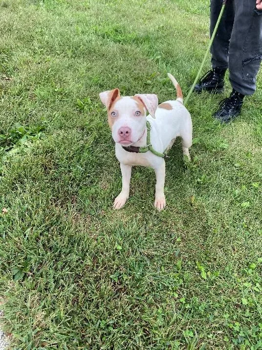 A young medium-sized female Pit Bull Terrier dog named Speckles for adoption in Urbana, IL