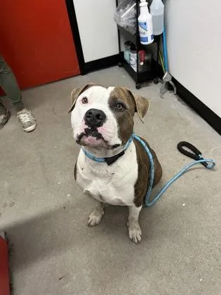 An adult large-sized male Mixed Breed dog named Shawn for adoption in West Chester, PA