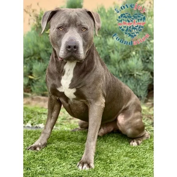 A senior large-sized male Gray / Blue / Silver Pit Bull Terrier dog named Thor Mb for adoption in Inglewood, CA