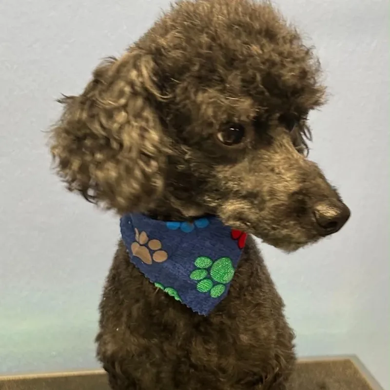 An adult small-sized male Black Miniature Poodle dog named Monte Hale for adoption in Houston, TX