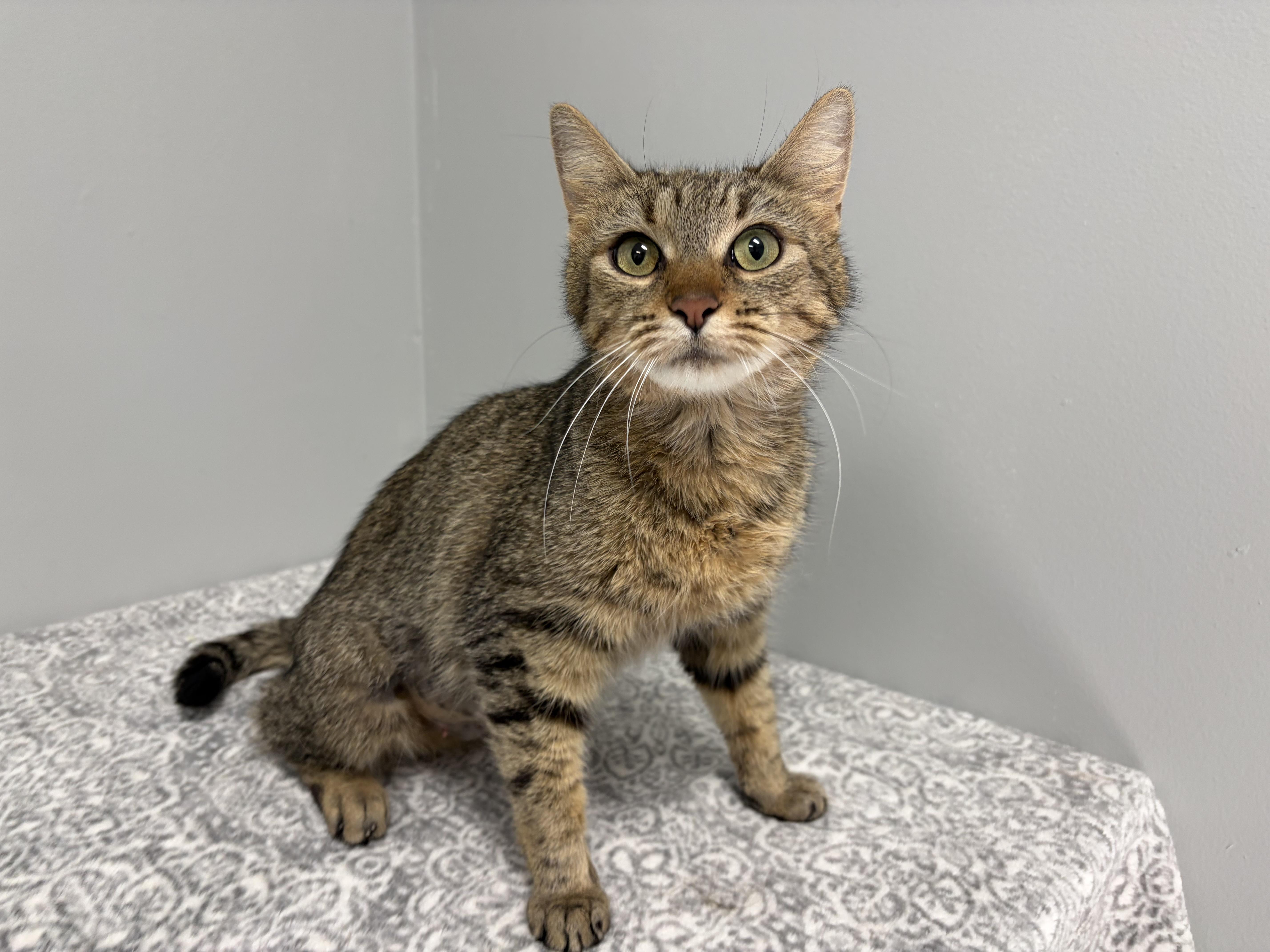 An adult medium-sized female Tabby (Brown / Chocolate) Domestic Short Hair cat named Pepsi for adoption in Frankfort, IN