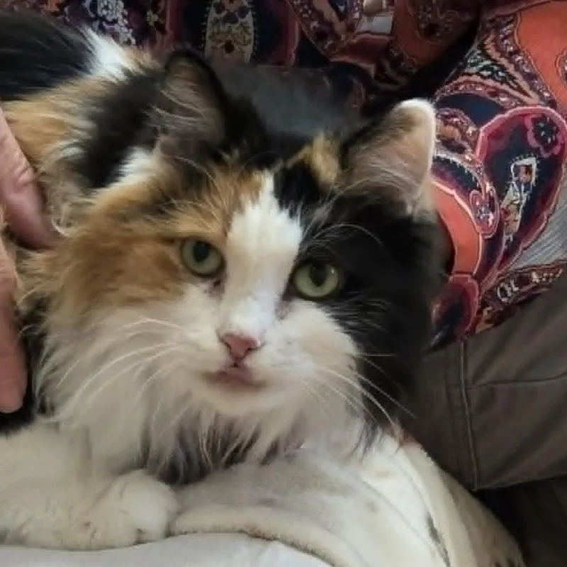 Callie thumbnail 2