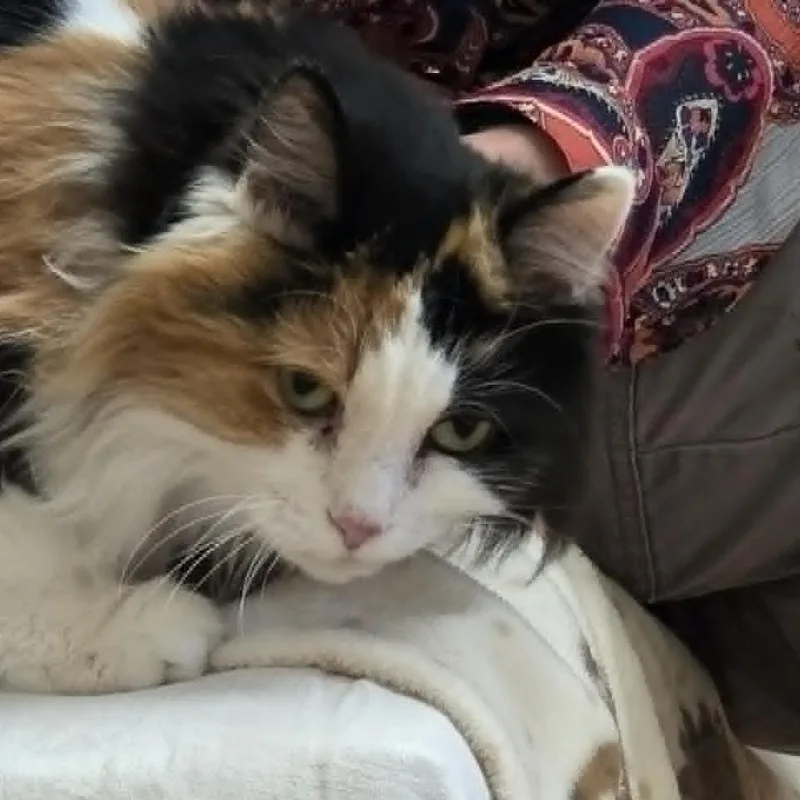 Callie thumbnail 4