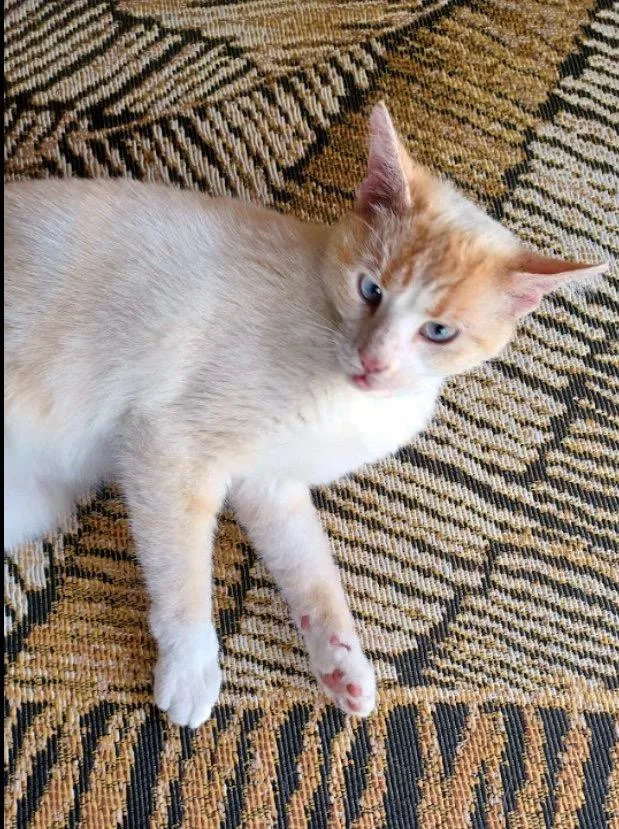 An adult medium-sized female Domestic Short Hair cat named Mia for adoption in Bethel Park, PA
