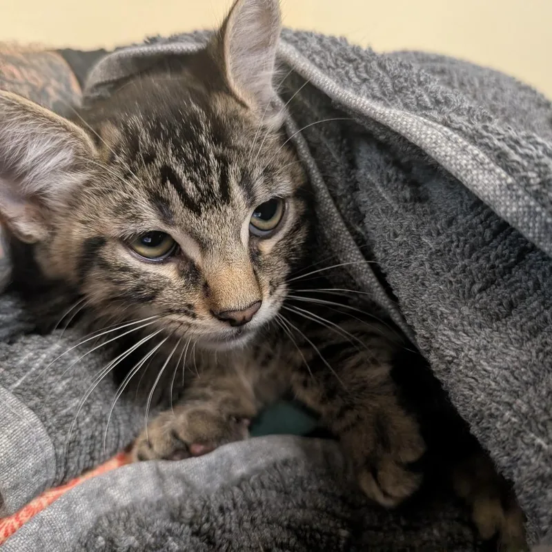 A baby small-sized male Brown / Chocolate Domestic Short Hair cat named Brick for adoption in Pasadena, CA
