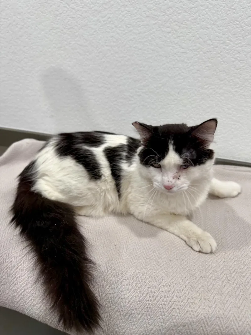 Sylvester thumbnail 2