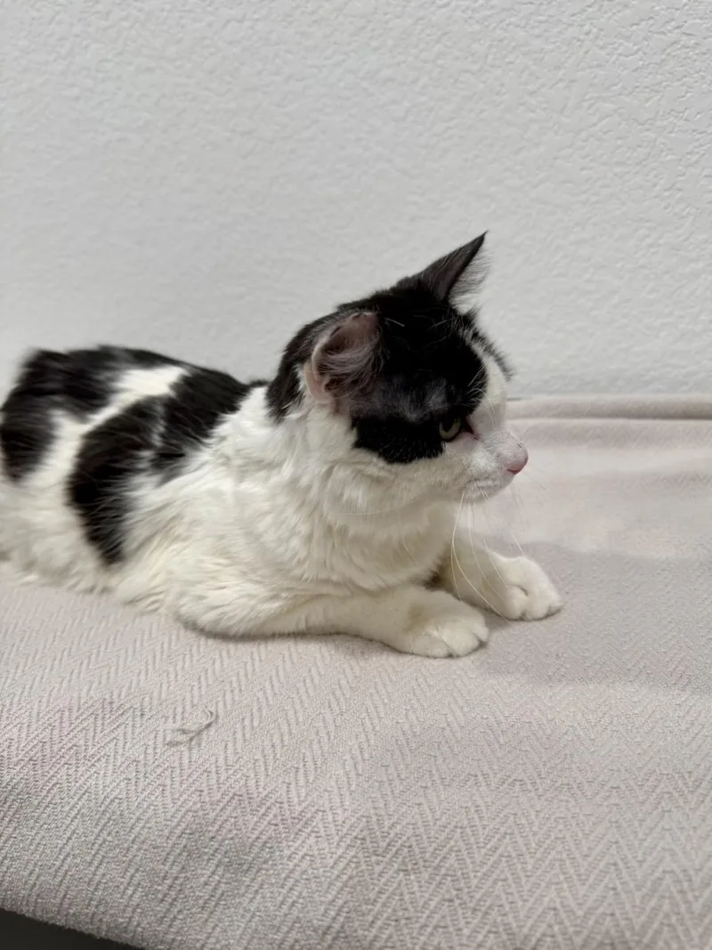 Sylvester thumbnail 3