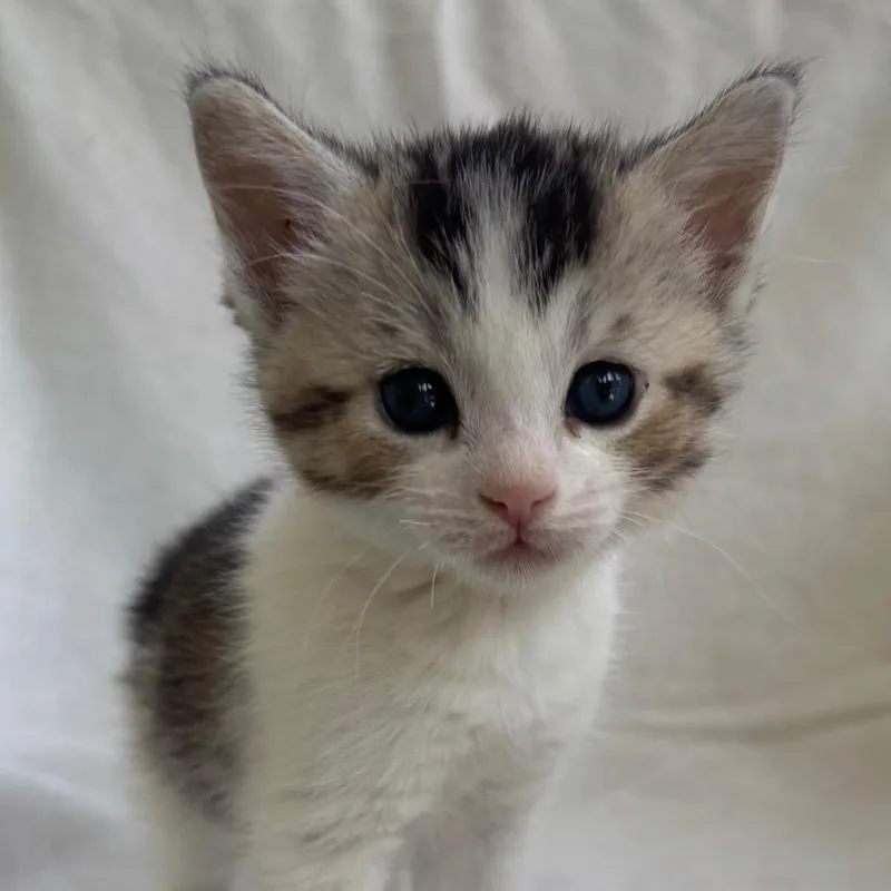 A baby small-sized female White Domestic Short Hair cat named Penelope for adoption in Tustin, CA