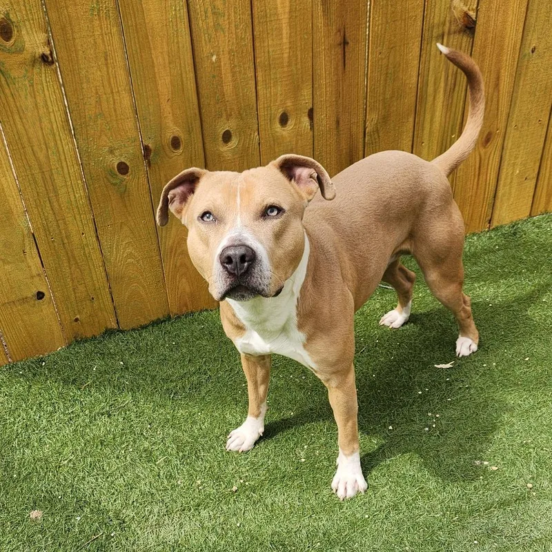 Chief Jum thumbnail 2