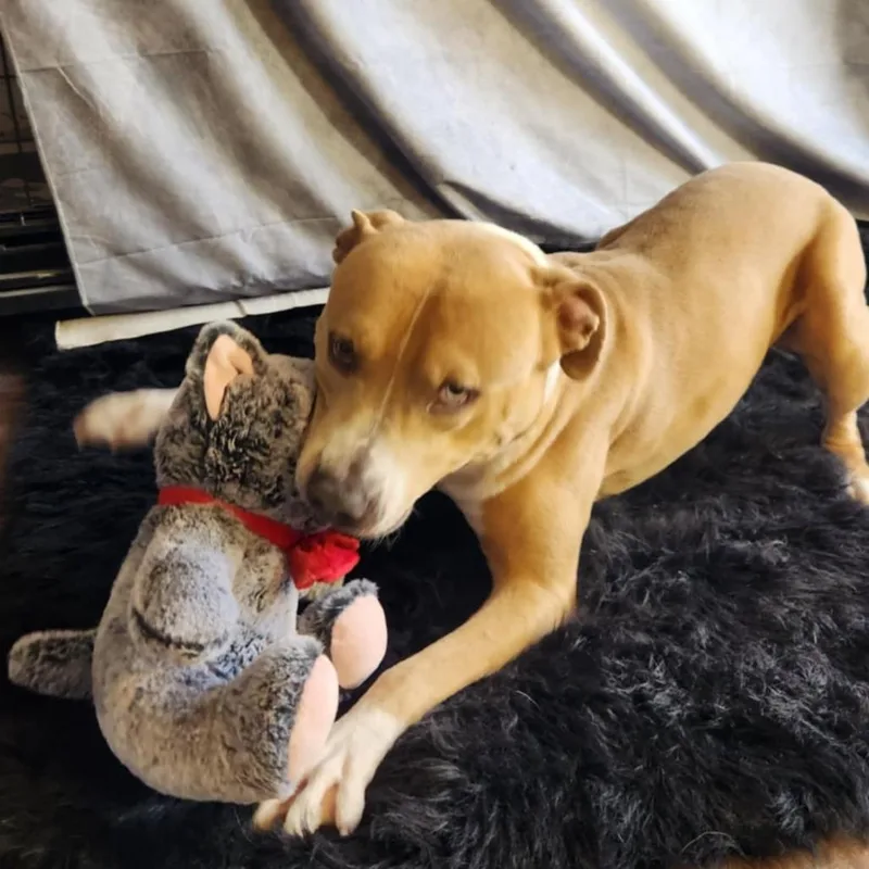 Chief Jum thumbnail 4