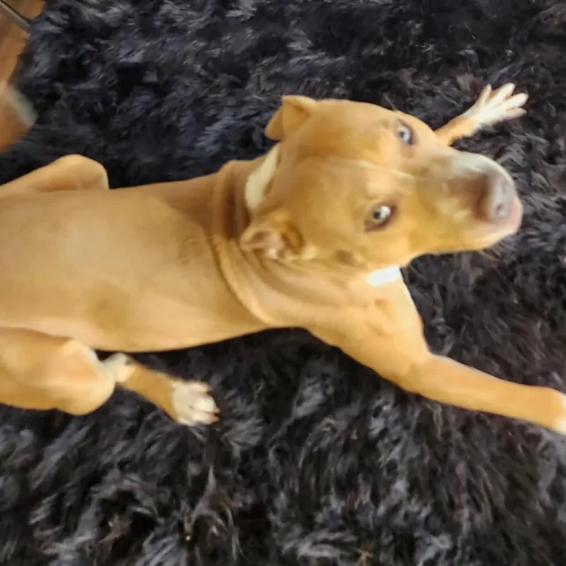 Chief Jum thumbnail 5