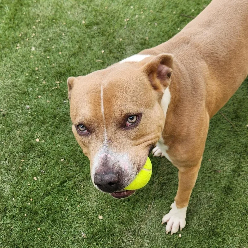 Chief Jum thumbnail 6