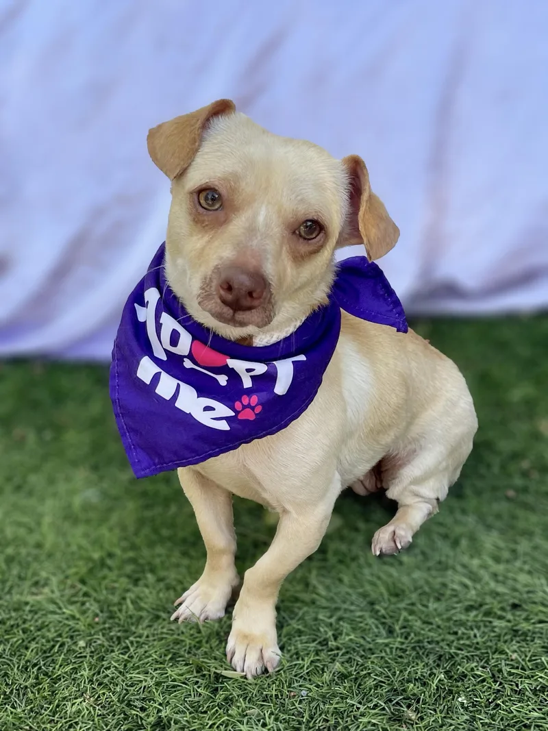 A young small-sized female Apricot / Beige Chihuahua dog named Minnie for adoption in Rowland Heights, CA