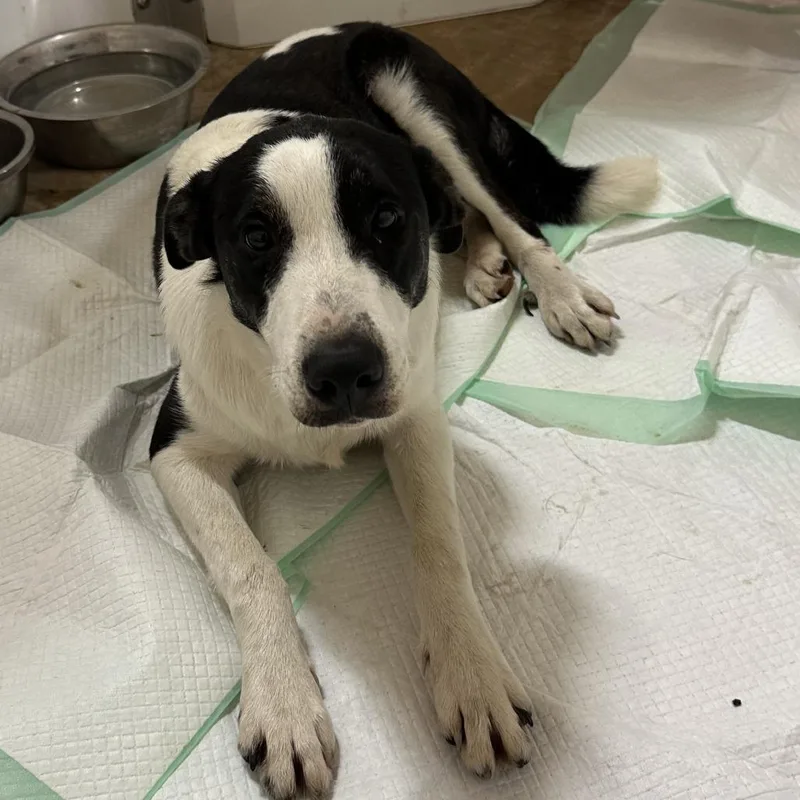 An adult medium-sized male Black Collie dog named Scout for adoption in San Saba, TX