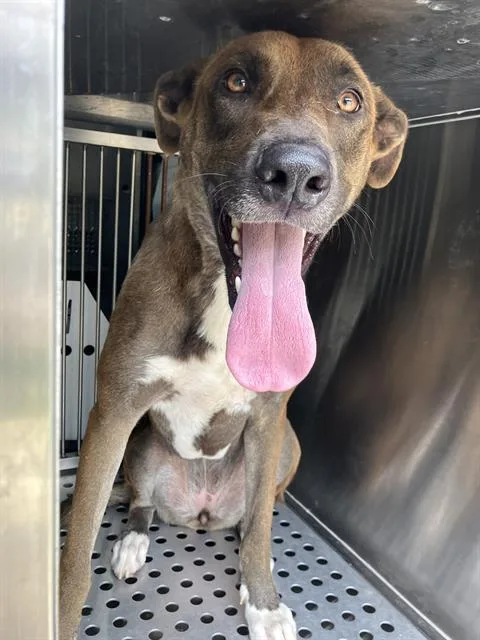 A young large-sized female Mixed Breed dog named Ella for adoption in Dallas, TX