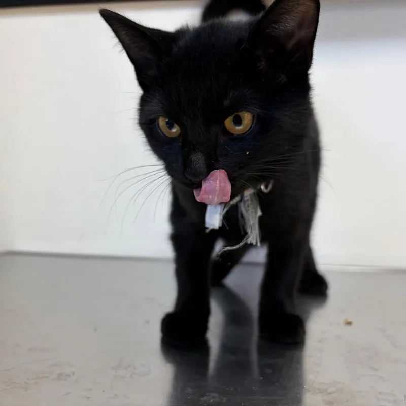 A baby small-sized female Black Domestic Medium Hair cat named Retro for adoption in Ashtabula, OH
