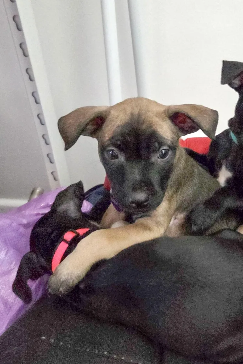 A baby small-sized male Black Chihuahua dog named Grumpy for adoption in West Hollywood, CA