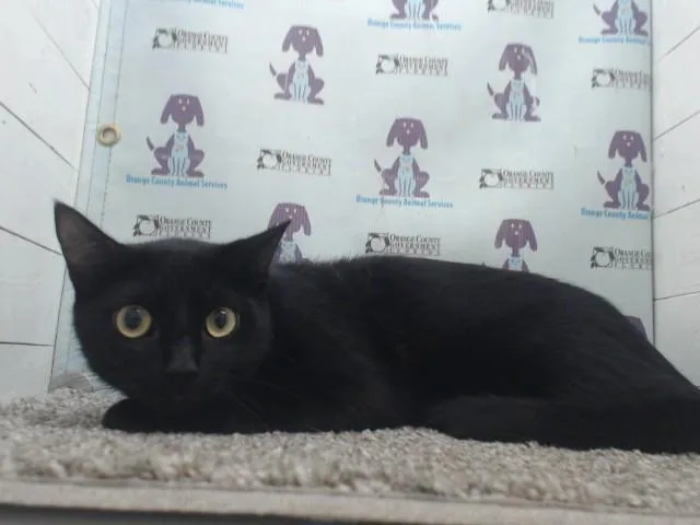 A young medium-sized male Domestic Short Hair cat named Lincoln for adoption in Orlando, FL