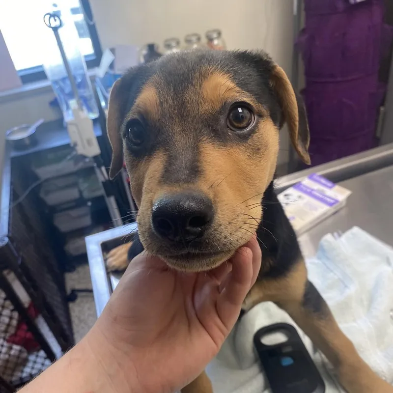 A baby small-sized female Black Mixed Breed dog named Buttercup for adoption in Red House, WV