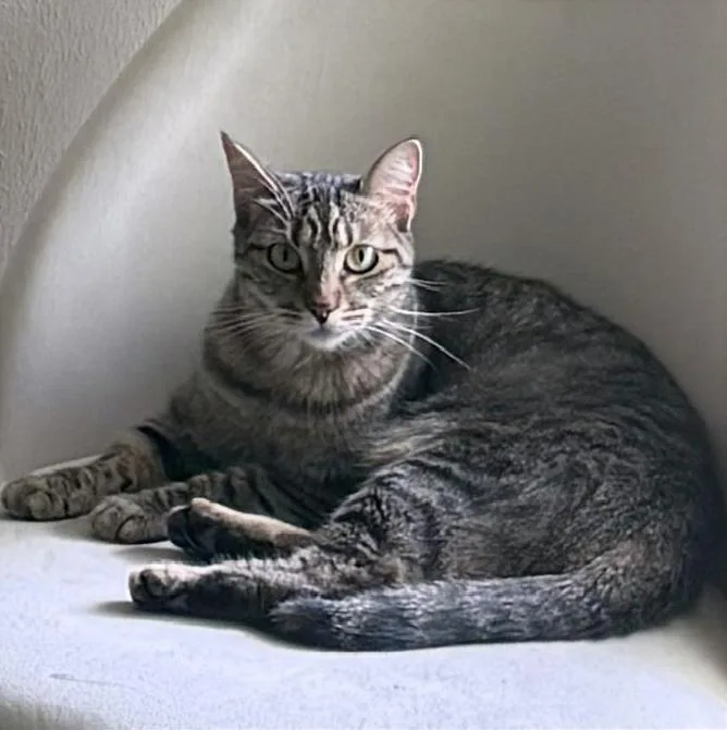 An adult medium-sized female Tabby cat named Star Caribbeanislandgirl for adoption in Houston, TX