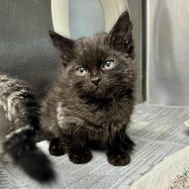 A young small-sized male Domestic Short Hair cat named Lucki for adoption in Riverside, CA