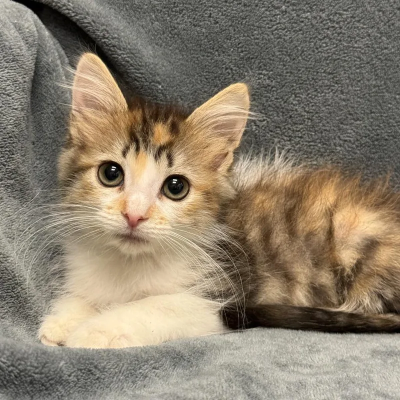 A baby medium-sized female Domestic Short Hair cat named Dot for adoption in Brenham, TX