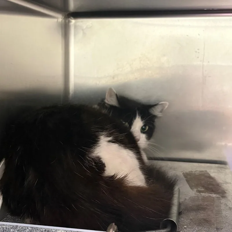 A young medium-sized female Domestic Medium Hair cat named Frieda for adoption in Milton, FL