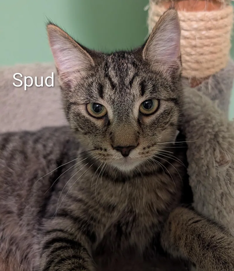 A baby medium-sized male Tabby (Gray / Blue / Silver) Domestic Short Hair cat named Spud for adoption in Spring Brook, NY