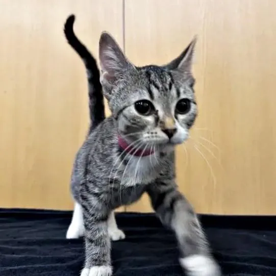 A baby small-sized female Gray / Blue / Silver Domestic Short Hair cat named Suki for adoption in Saint Louis, MO