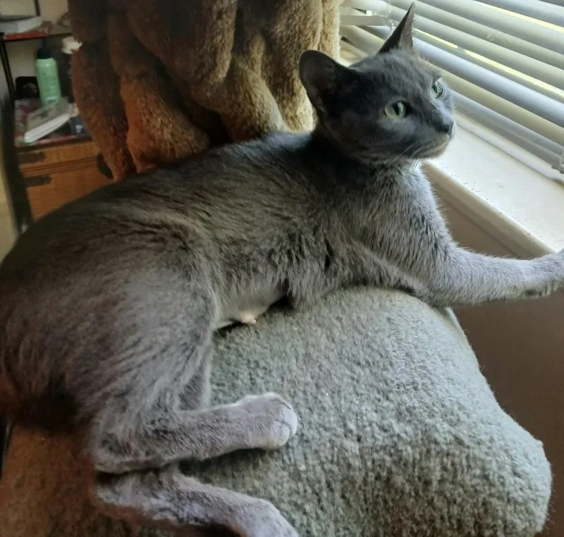 A young small-sized female Gray & White Domestic Short Hair cat named Hester for adoption in Chicago, IL