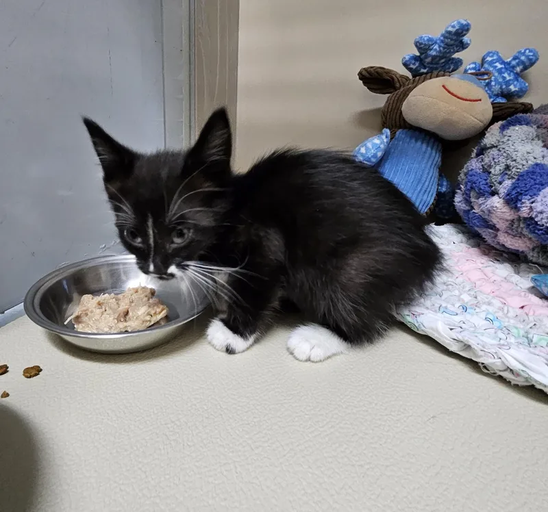 A young medium-sized male Black & White / Tuxedo Domestic Short Hair cat named 61574897 for adoption in Elko, NV