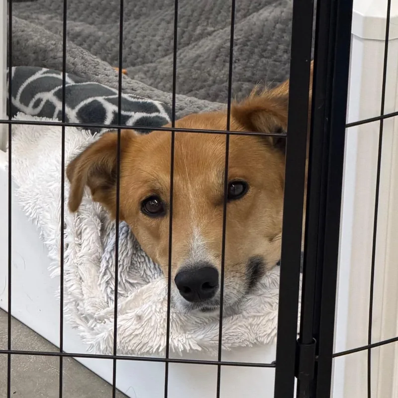 An adult medium-sized female Golden Retriever dog named Mamma Sue for adoption in Spanish Fork, UT