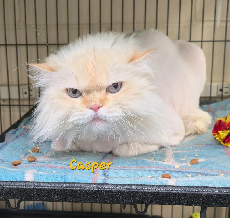 A senior medium-sized male Domestic Long Hair cat named Casper for adoption in Cedar Rapids, IA