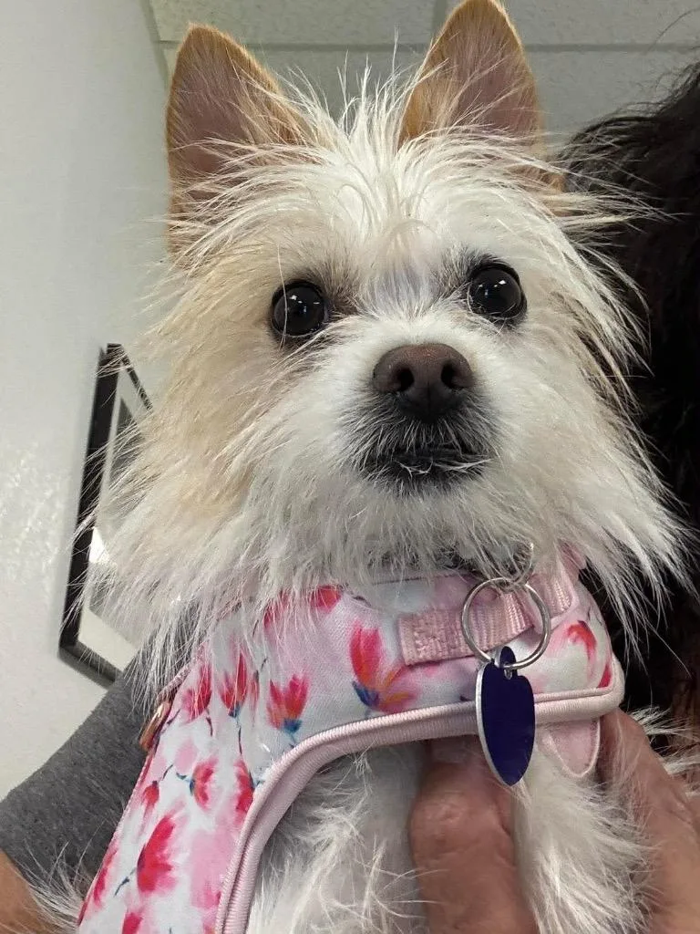 A baby small-sized female Terrier dog named Dolly the Tiny Terrier for adoption in Lake Forest, CA