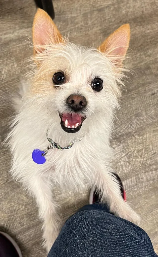 Dolly the Tiny Terrier thumbnail 2