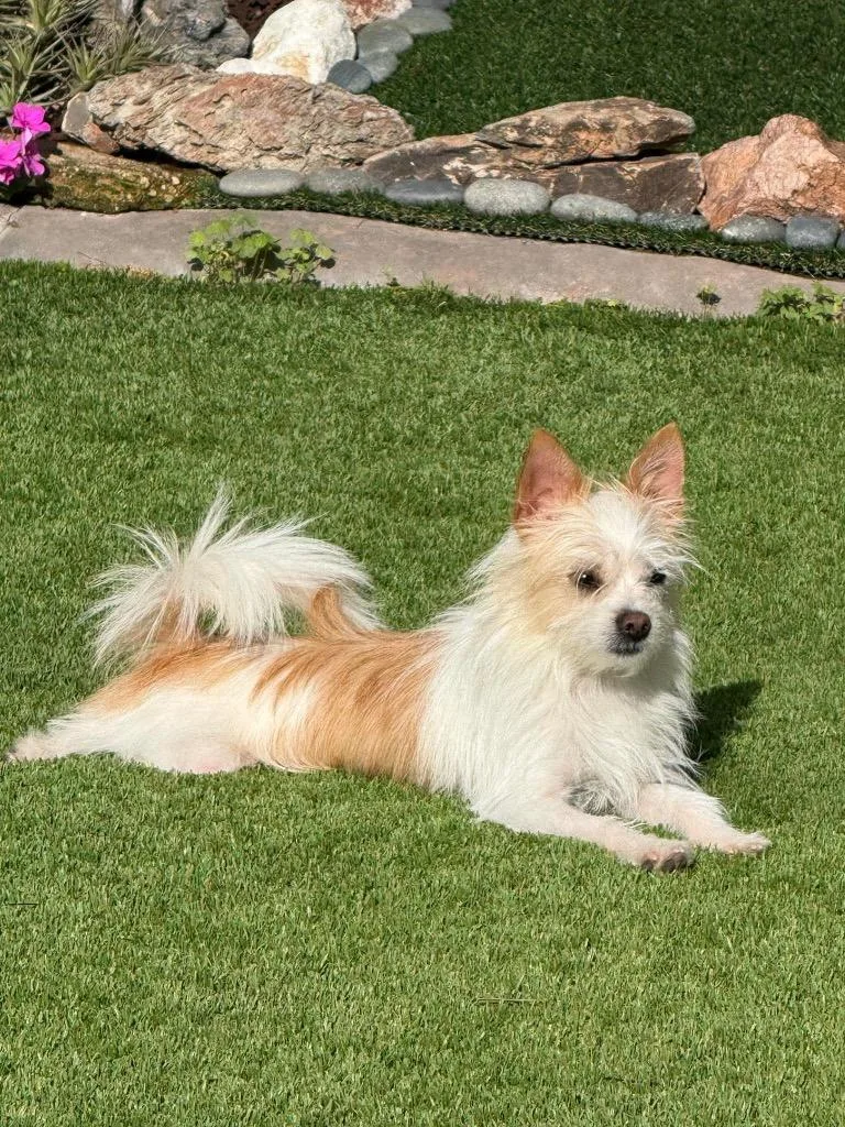 Dolly the Tiny Terrier thumbnail 3