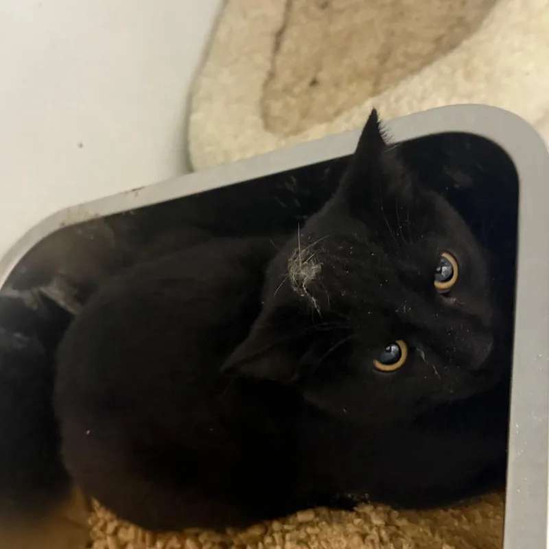 A young small-sized male Black Domestic Short Hair cat named Soot for adoption in New York, NY