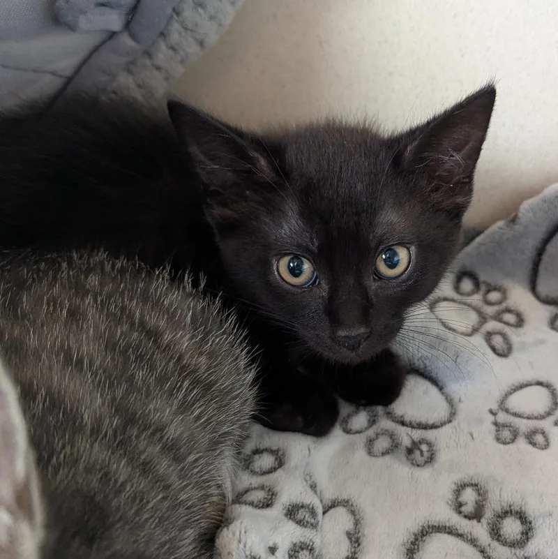 A baby medium-sized male Domestic Short Hair cat named Bacon for adoption in Aberdeen, WA