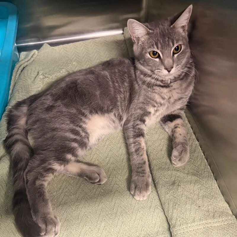 A baby medium-sized male Domestic Short Hair cat named Zack for adoption in Spokane, WA