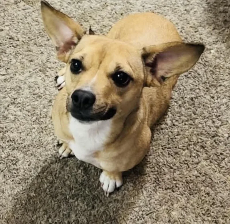 A young small-sized female Chiweenie dog named Bella for adoption in Pelham, NH