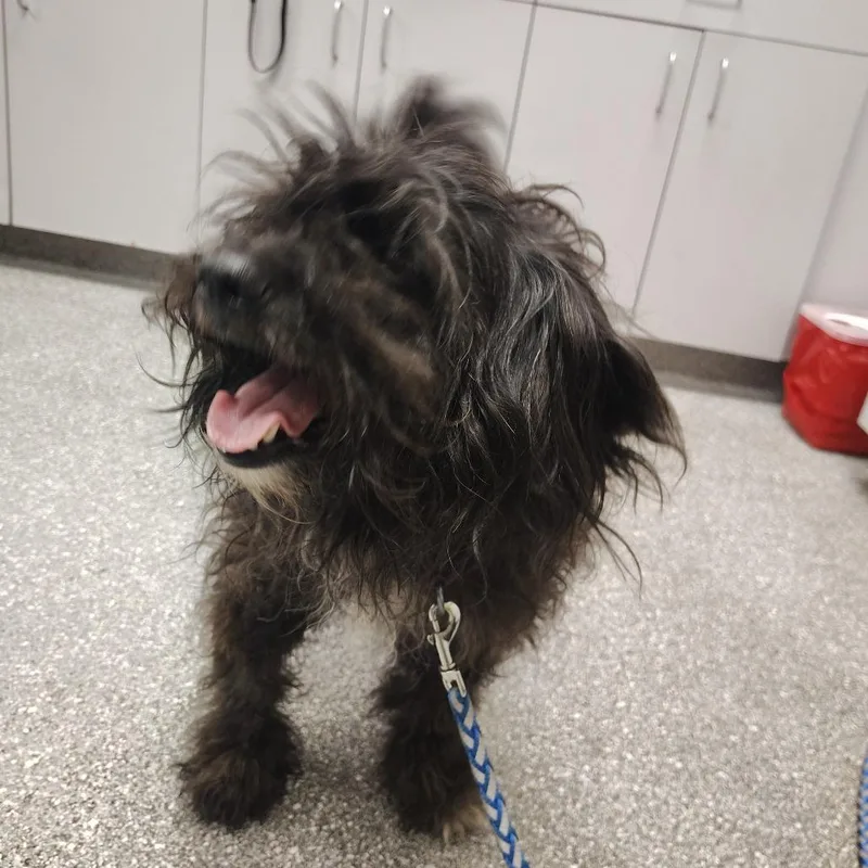 An adult small-sized male Miniature Poodle dog named Elvis for adoption in Lakeland, FL