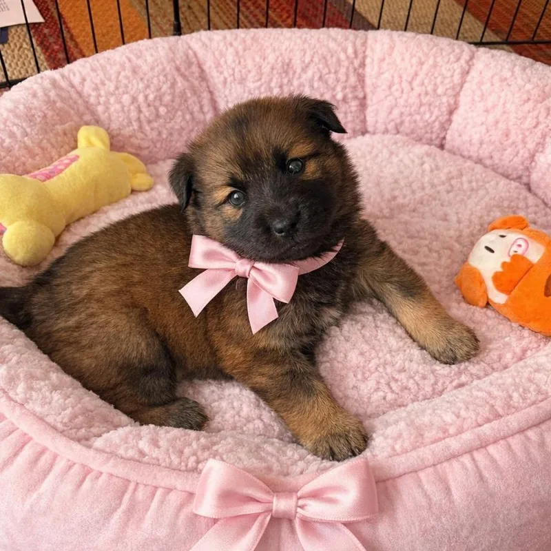 A baby large-sized female Brown / Chocolate Chow Chow dog named Demi for adoption in Crosby, TX