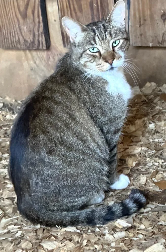 A senior small-sized female Domestic Short Hair cat named Blue for adoption in Darien, GA