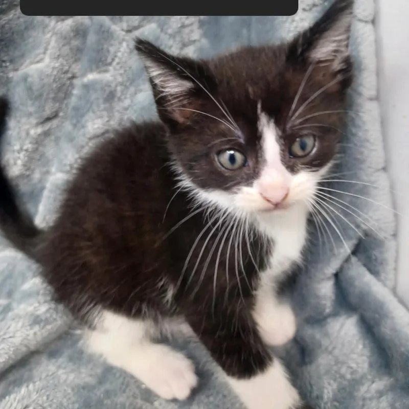 A baby small-sized male Domestic Short Hair cat named Tallahassee for adoption in New Tazewell, TN