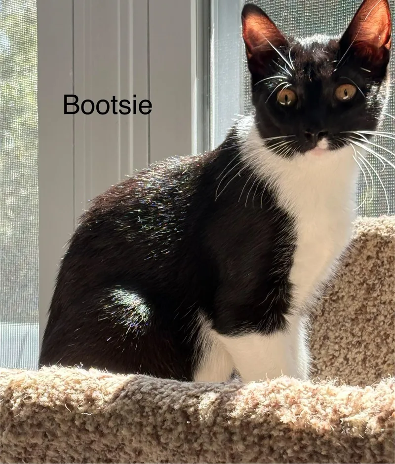 Bootsie thumbnail 2