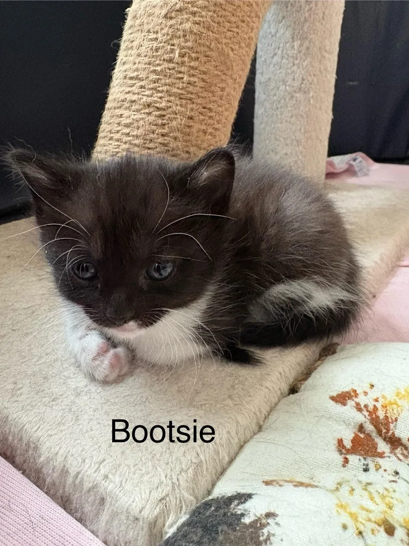 Bootsie thumbnail 3