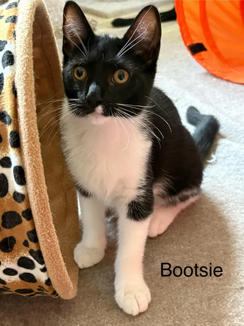 Bootsie thumbnail 5