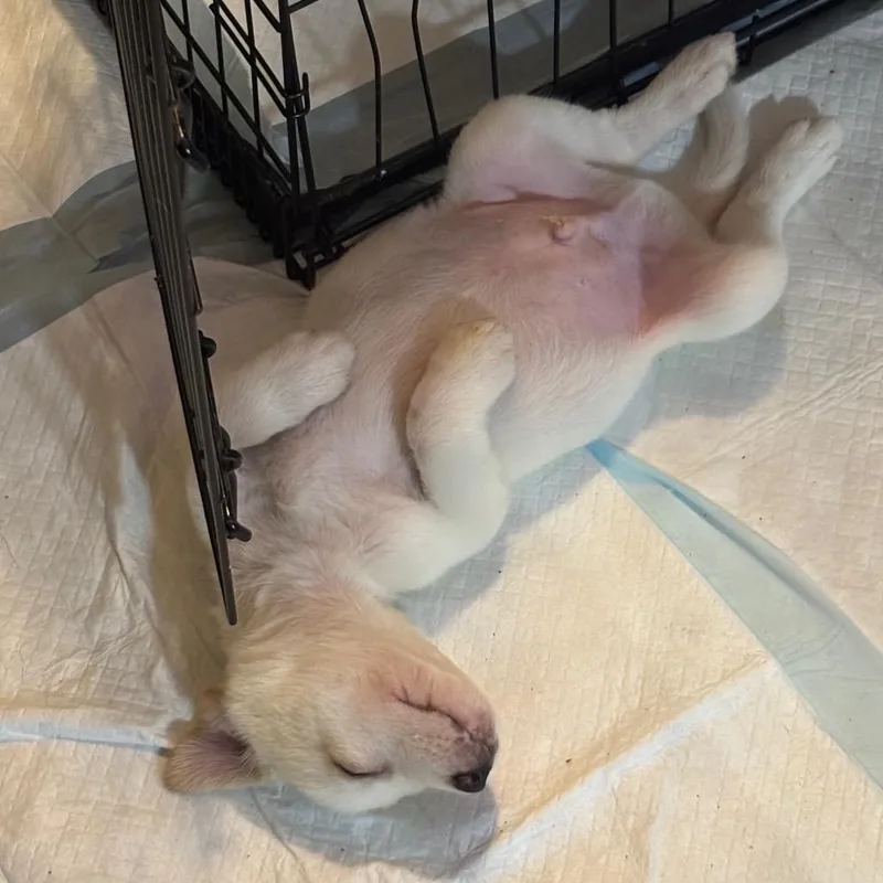 Vanilla Bean