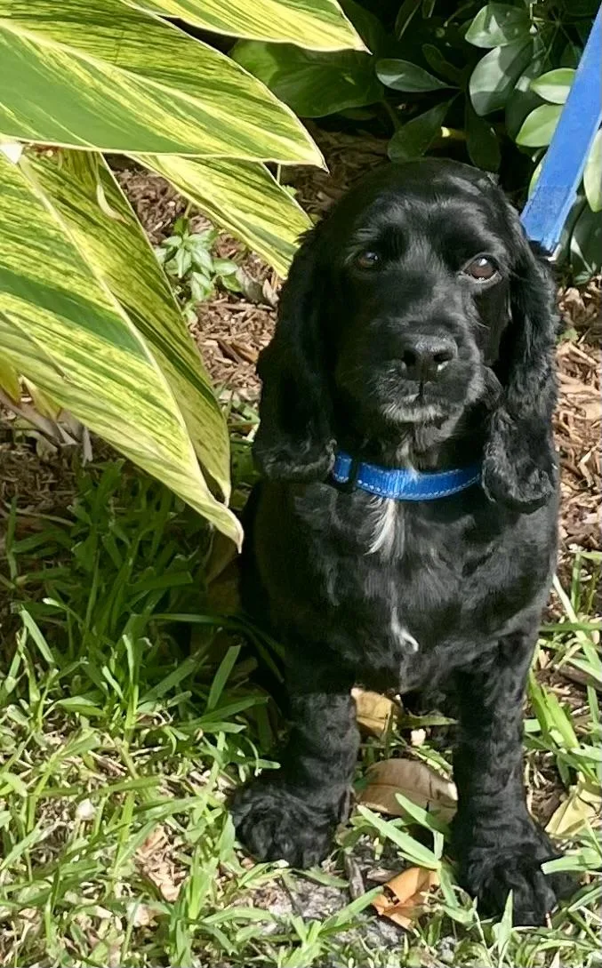 An adult medium-sized male English Cocker Spaniel dog named Onyx for adoption in Cape Coral, FL